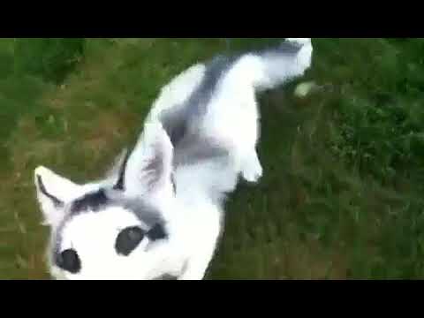 Adorable Marble Fox