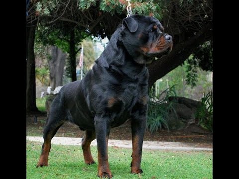 Von ruelmann Rottweilers day in the life of a German Rottweiler Breeder Episode 1