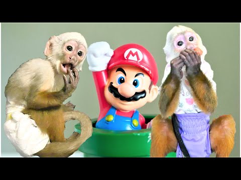 Monkeys DO Play with Toys! | Capuchin Monkey | Baby Monkey | Cinnamon Monkey