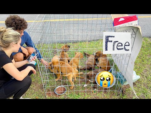 ABANDONED PUPPIES FOUND DUMPED IN PARKING LOT ! WHAT HAPPENED ?!
