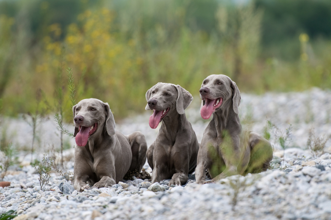 Weimer Bull Rider Pit Bull & Weimaraner Mix: The Pittmaraner And Weimar Bully