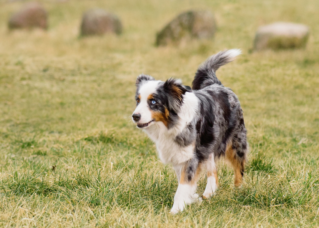 Can Australian Shepherds Live in Apartments?