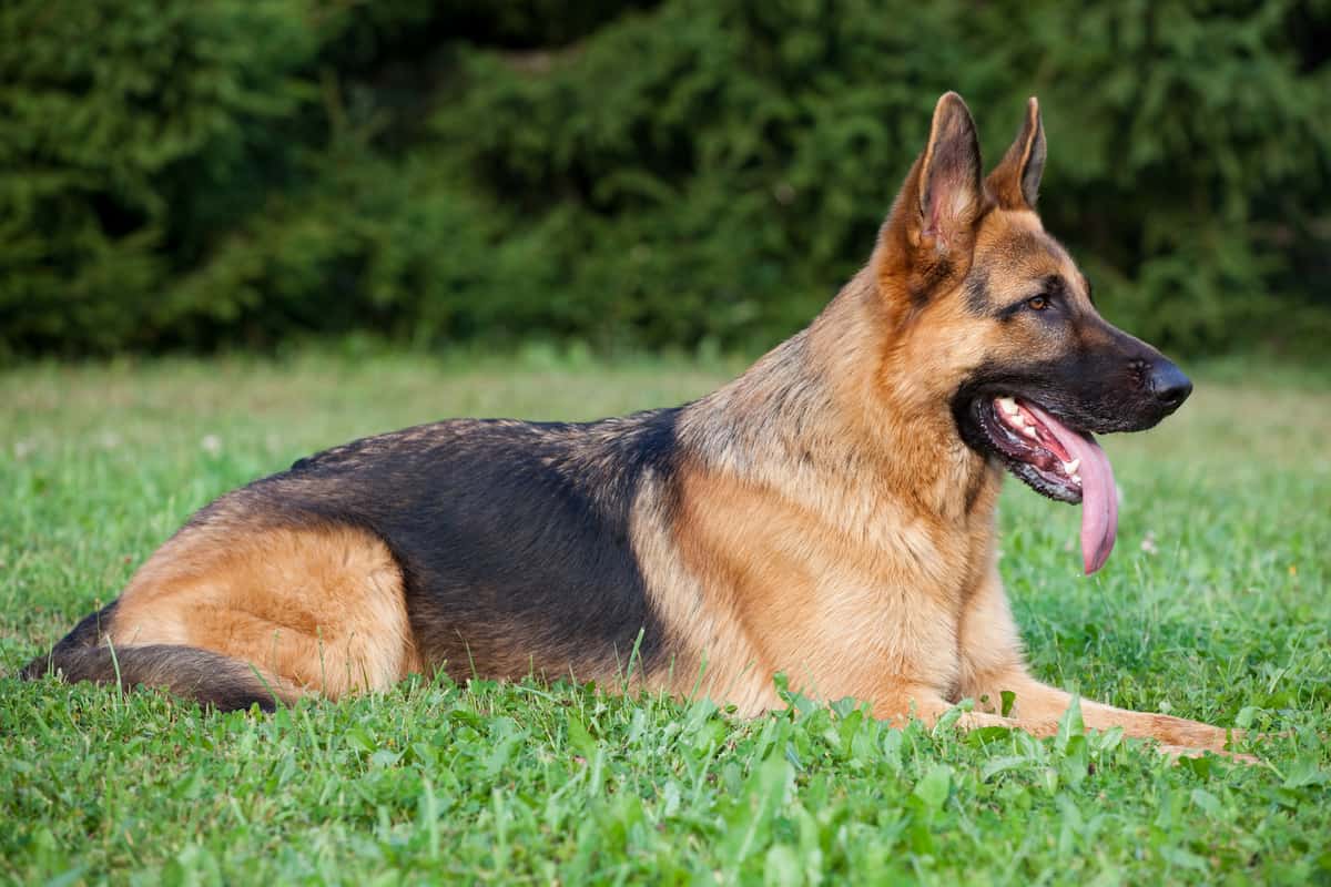 Do German Shepherds Change Color As They Grow?