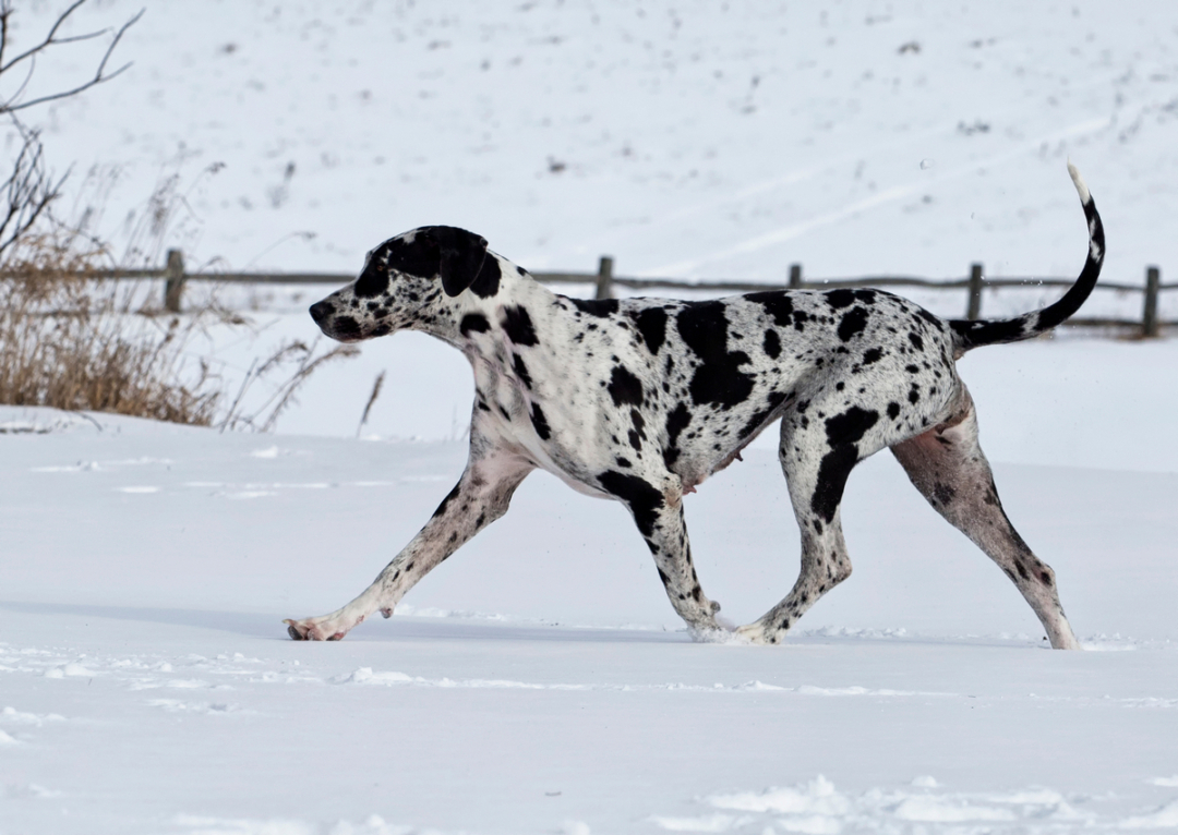 Do Great Danes Need a Winter Coat? Bubbly Pet