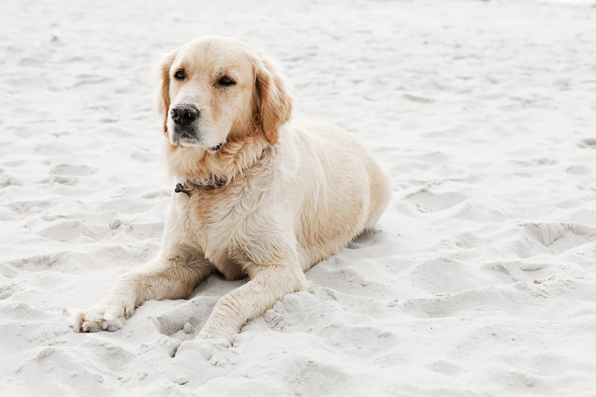 how cold can golden retrievers handle