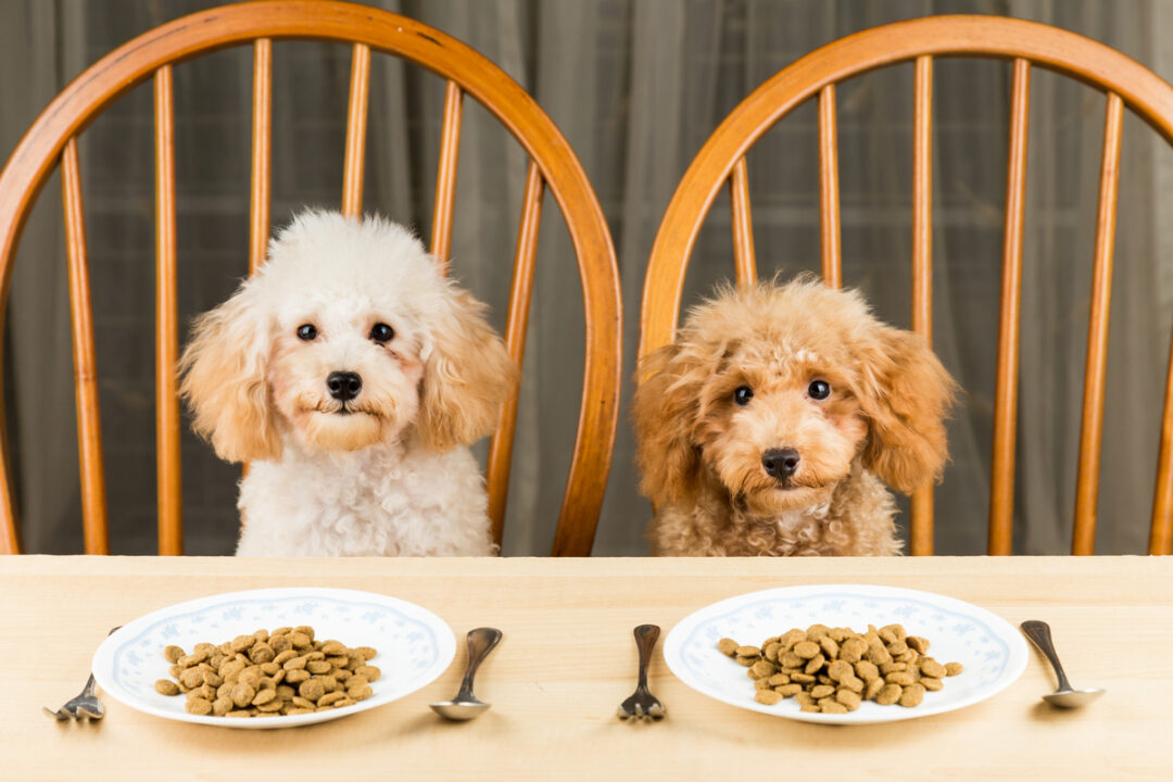 Is Poodle a Picky Eater? 7 Tips For Poodle Owners