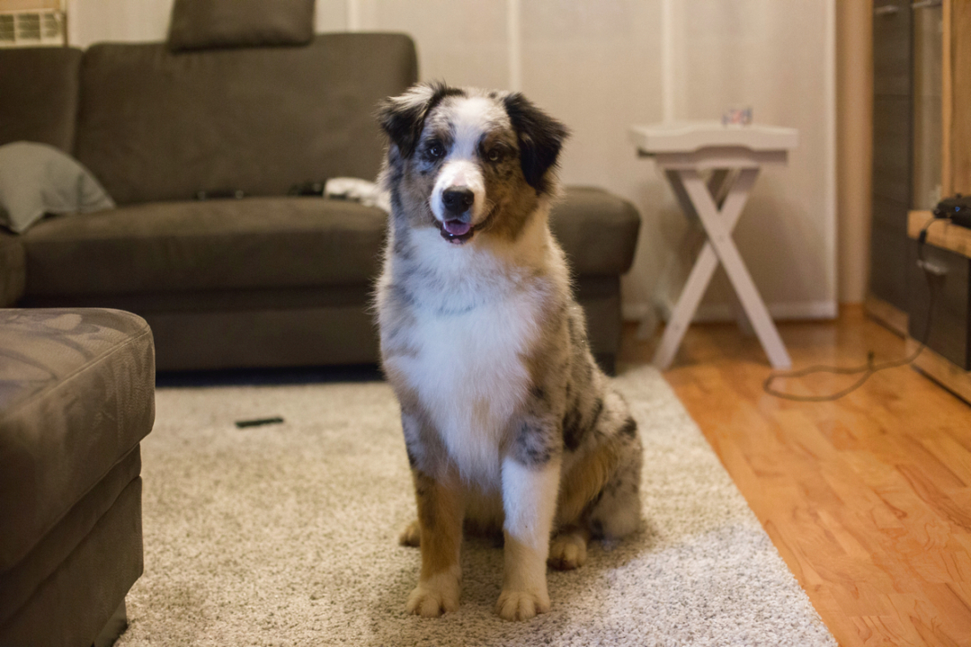 How Much Space Do Australian Shepherds Need?