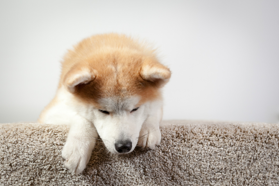 Akita Lifespan How Long Do Akitas Live?