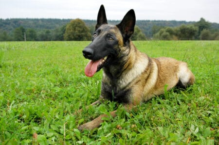 Belgian Malinois Shedding: A Comprehensive Guide