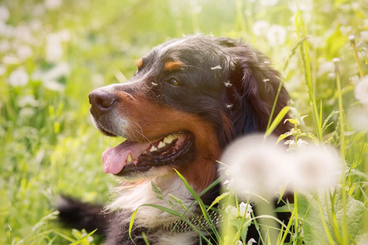 bernese mountain dog shedding
