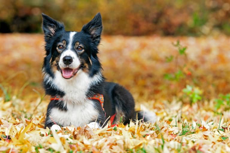 Border Collie Lifespan How Long Do Border Collies Live?