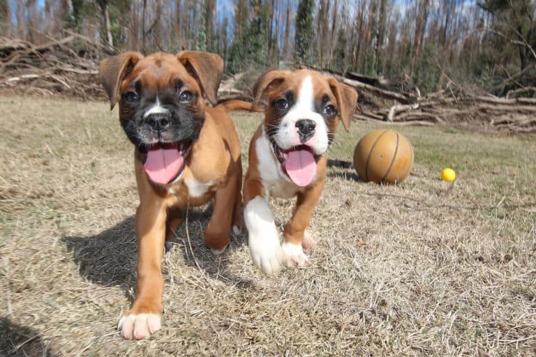 Male vs. Female Boxer Dog: Which Is Right For You?