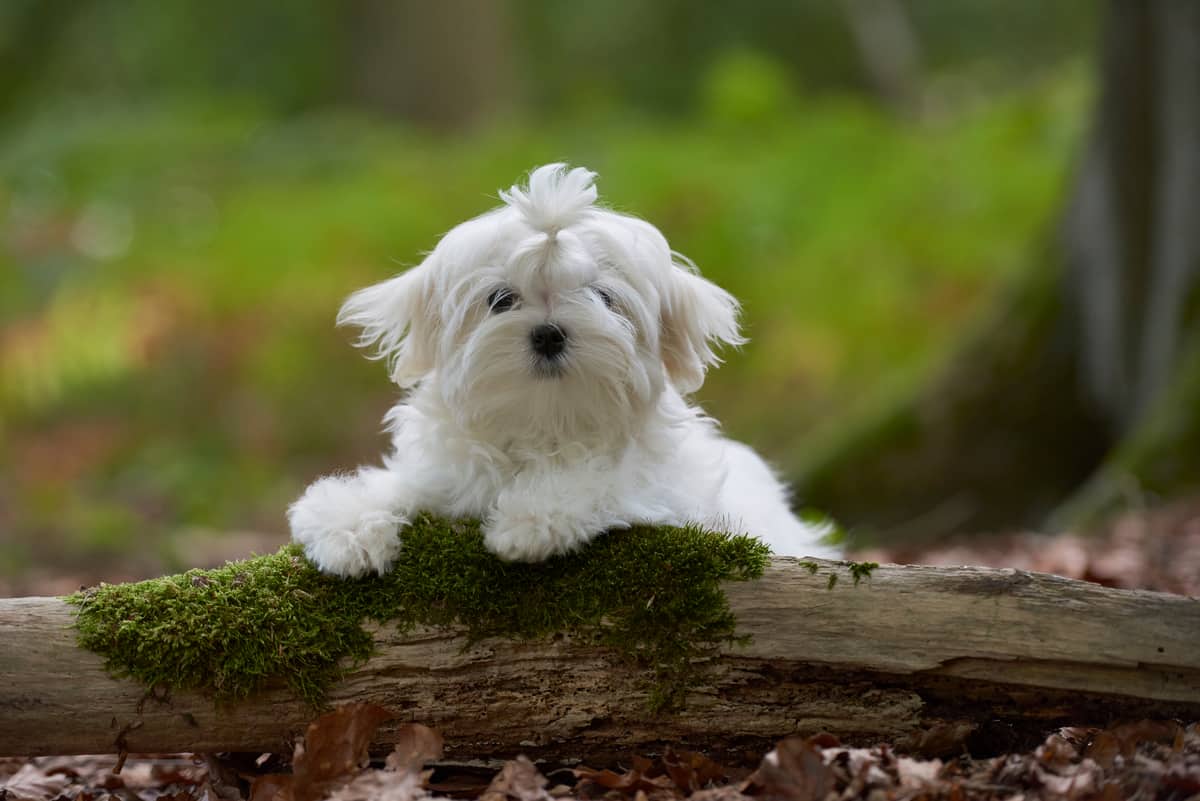 Can Malteses Live Outside? Bubbly Pet Can Malteses Live Outside? Bubbly Pet