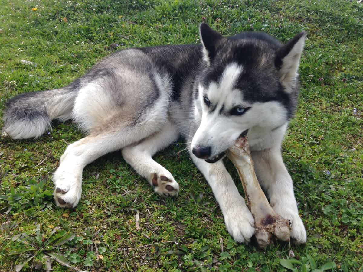 Can Siberian Huskies Chew on Bones?