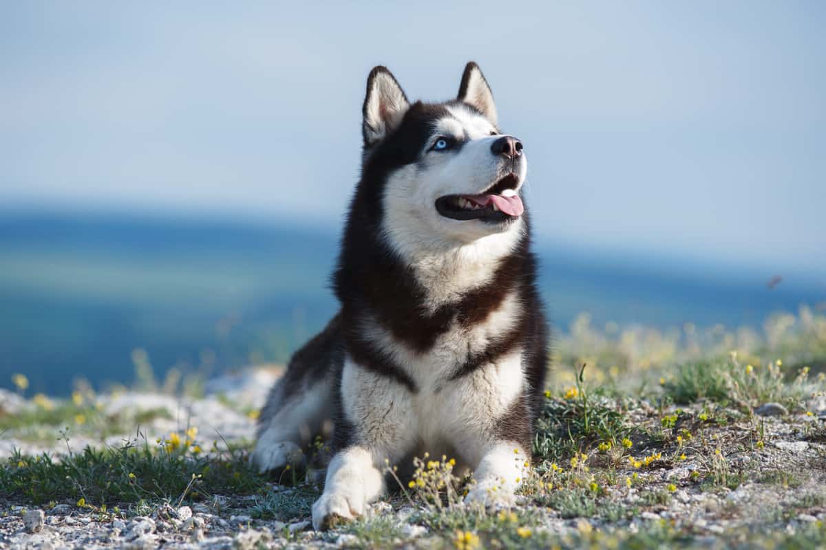 Can Siberian Huskies Live Outside? 3 Steps to Train Them