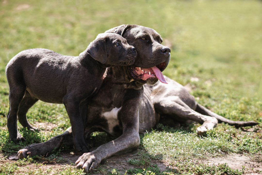 Cane Corso Lifespan How Long Do Cane Corsos Live?