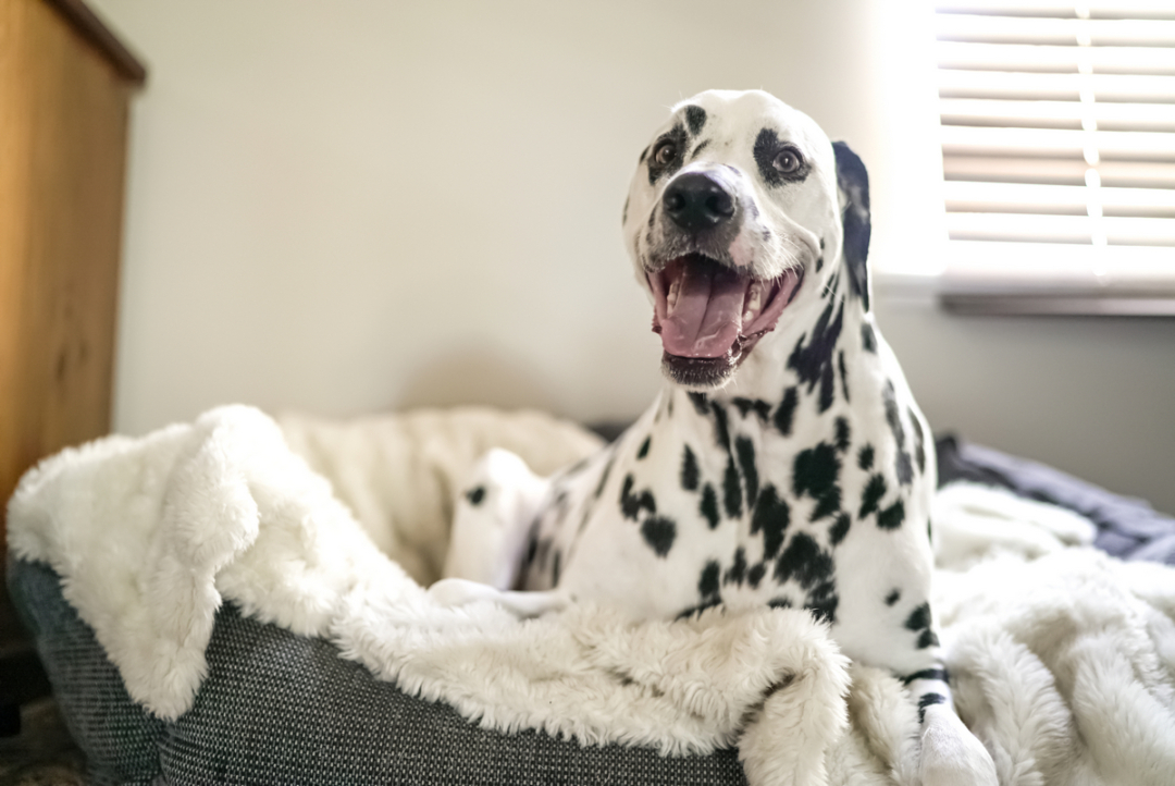 Dalmatian Lifespan How Long Do Dalmatians Live?