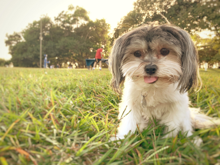 Havanese Lifespan How Long Do Havaneses Live?