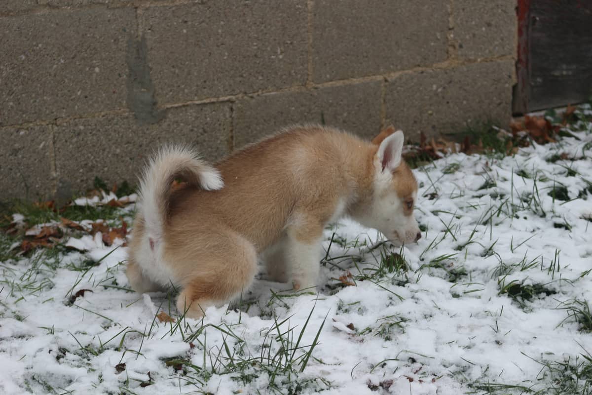 how long does it take to potty train a husky