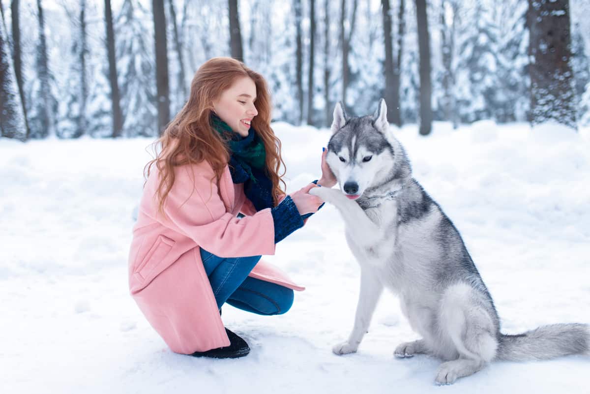 How to Get Siberian Huskies to Calm Down? 10 Simple Ways