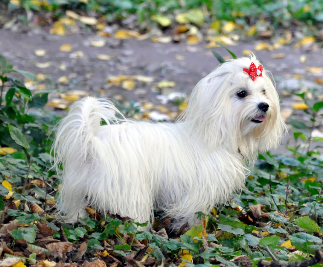 How to Potty Train a Maltese Puppy A Quick Guide