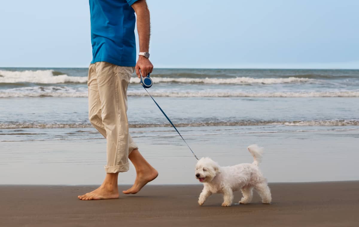 How to Train a Maltese to Walk on a Leash? A Short Guide