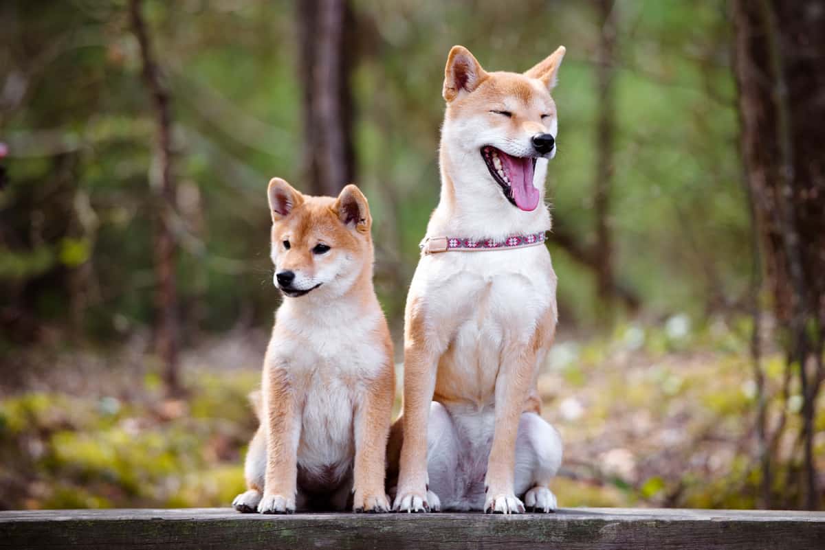 Shiba Inu Bit Coin : Smiling Shiba Inu Goes Viral For His Love Of Seeing Food - We invite speakers from various genres and platform to.