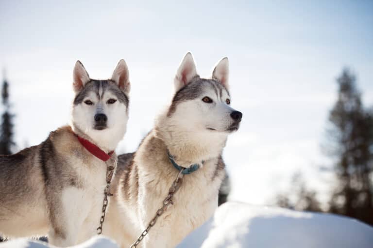 Siberian Huskies Weight Growth Curve and Average Weights