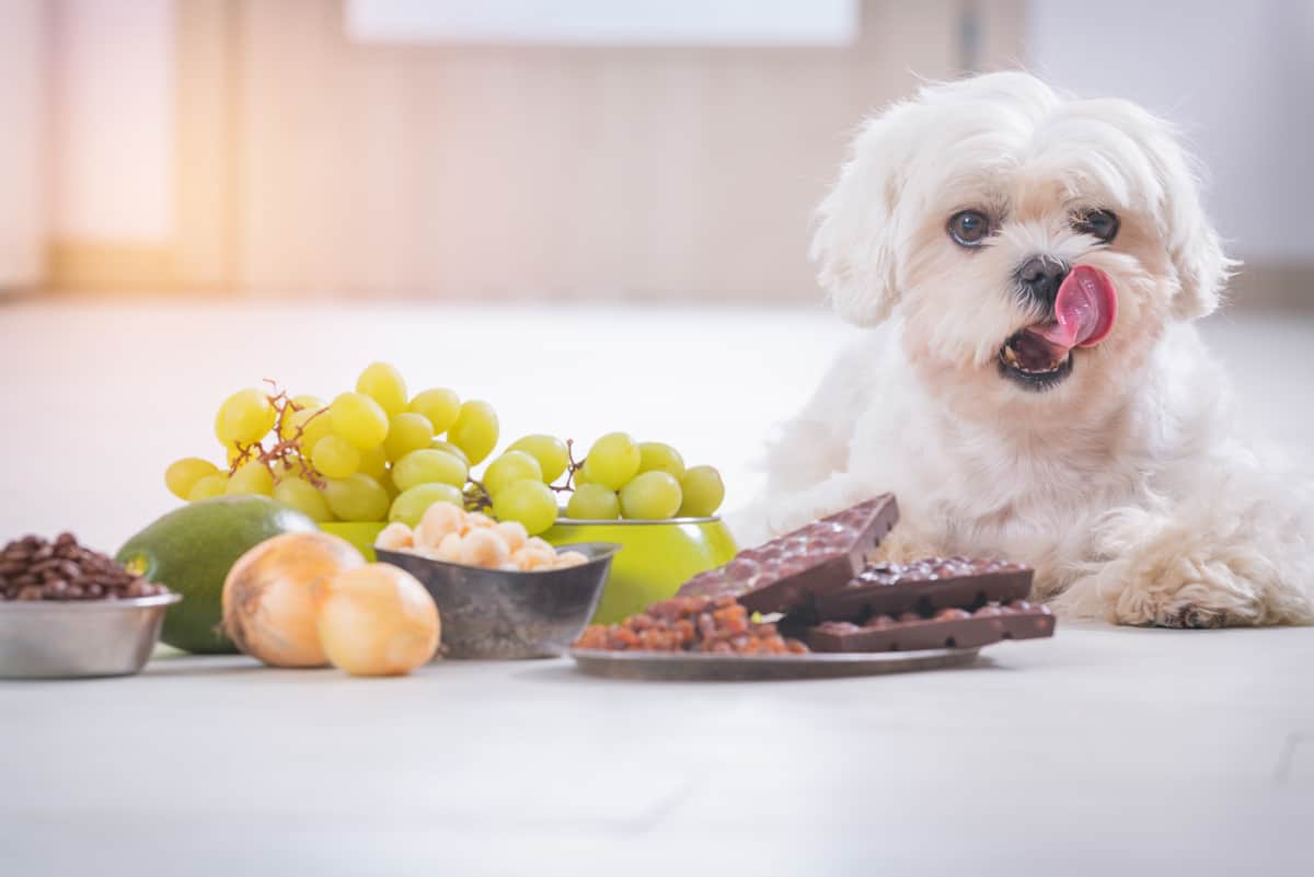 The Ultimate Guide to What Malteses Can (And Can't) Eat