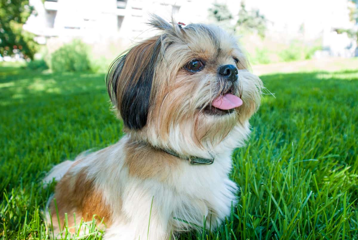 What Were Shih Tzus Bred For? - Bubbly Pet