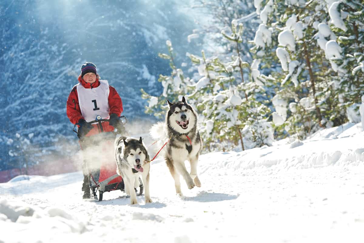 What Were Siberian Huskies Bred For? Everything You Need to Know