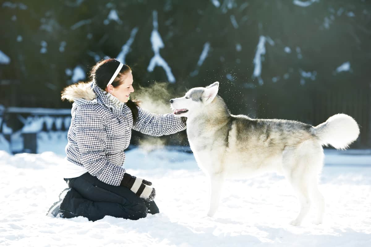 Will Siberian Huskies Protect Its Owner? Bubbly Pet