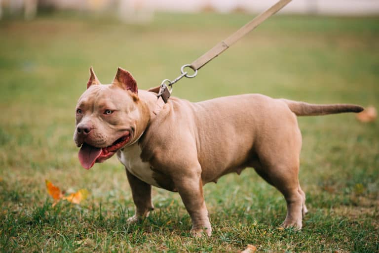 Pit Bull & Jack Russell Terrier Mix Facts, Pictures, And More