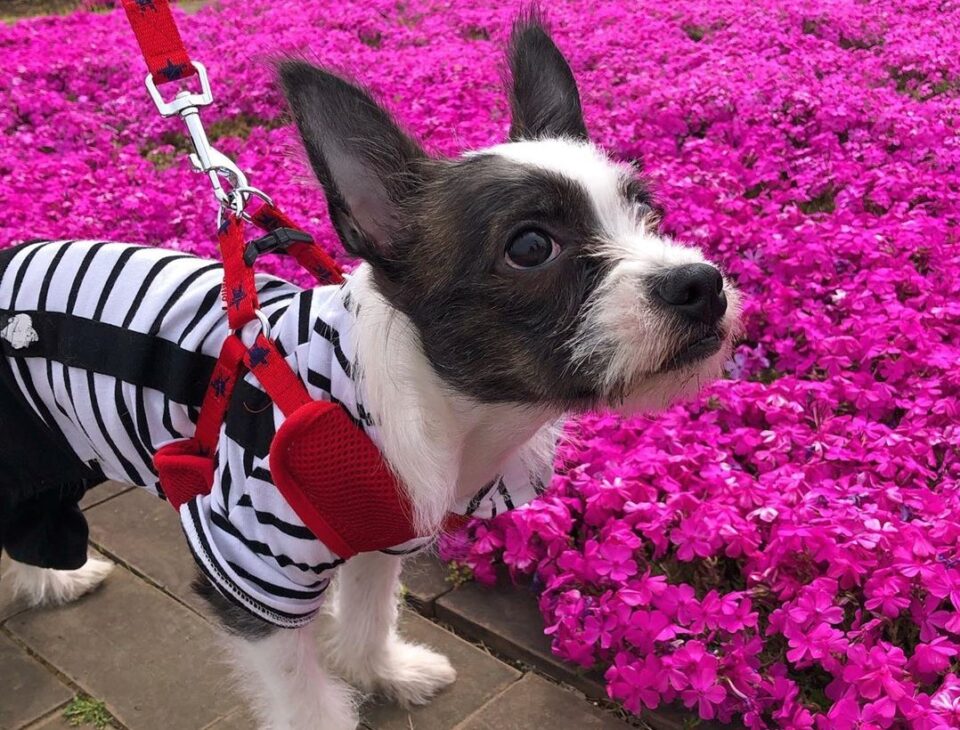 BoJack (Boston Terrier & Jack Russell Terrier Mix) Info, Pictures