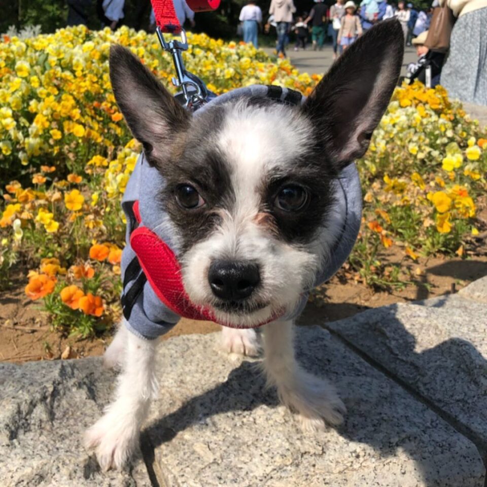 BoJack (Boston Terrier & Jack Russell Terrier Mix) Info, Pictures