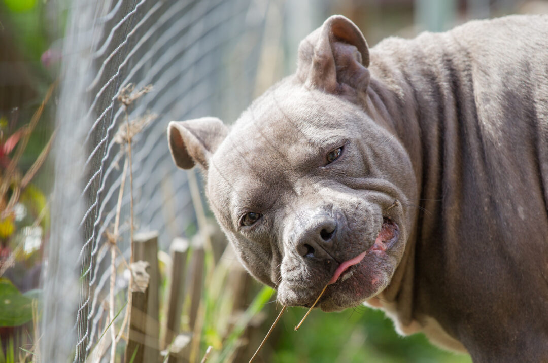 Can Pit Bulls Live Outside?