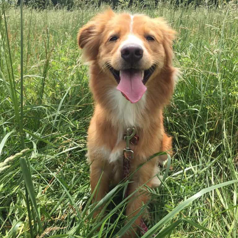 14 Adorable Shetland Sheepdog Mixes Cuteness Overload!