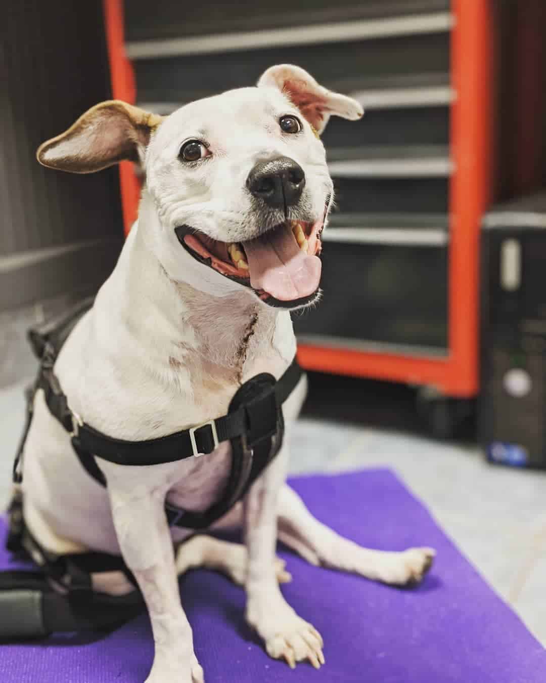 Pit Bull & Jack Russell Terrier Mix Facts, Pictures, And More