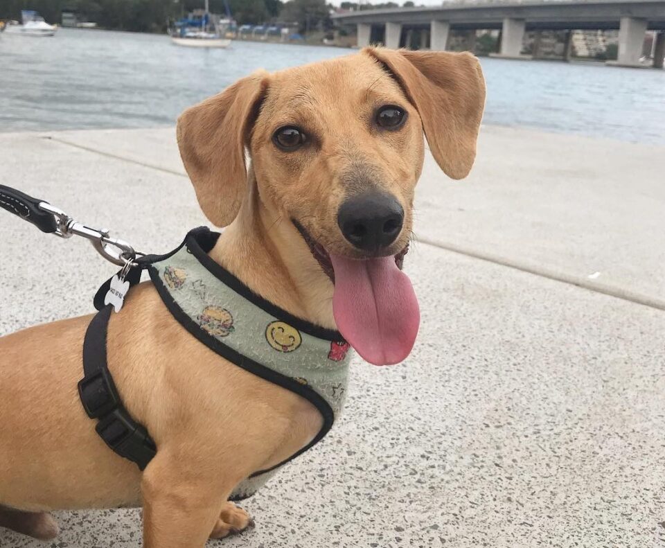 Jackshund (Jack Russell Terrier & Dachshund Mix) Traits, Info, Pictures