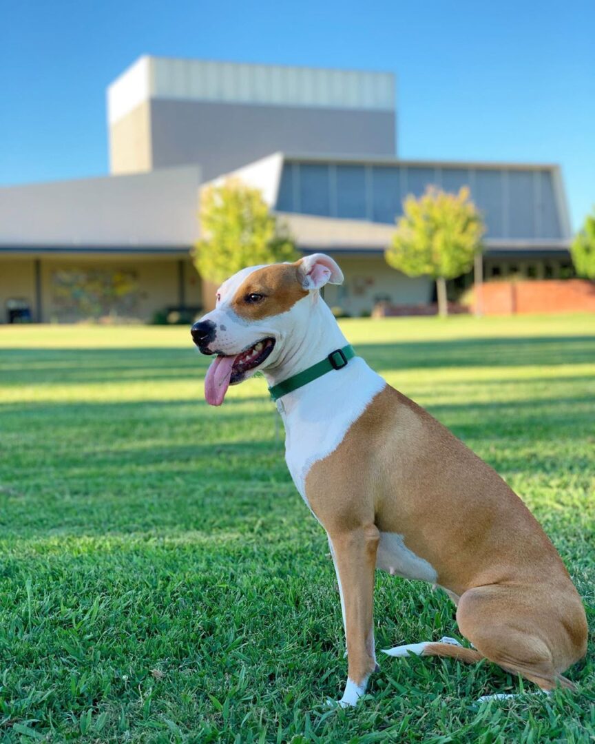 Greybull Pit (Pit Bull & Greyhound Mix) Info, Facts, And Pictures