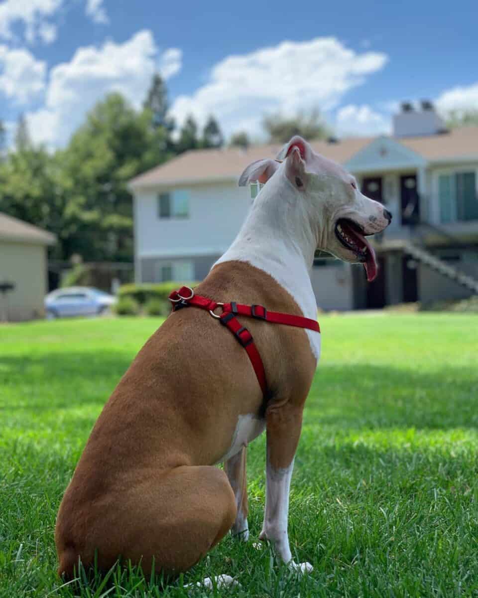 Pit Bull Greyhound Mix