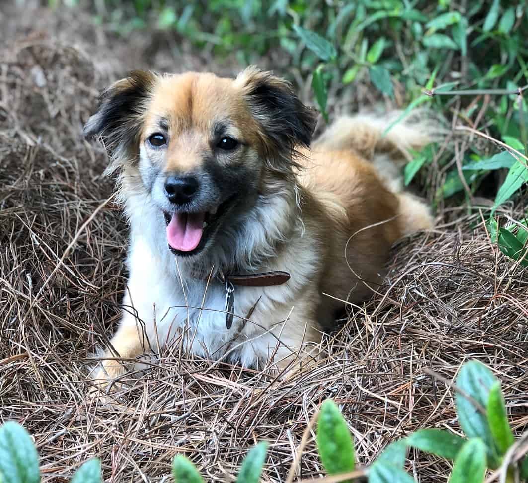 Sheltie German Shepherd Mix (Sheltie Shepherd)
