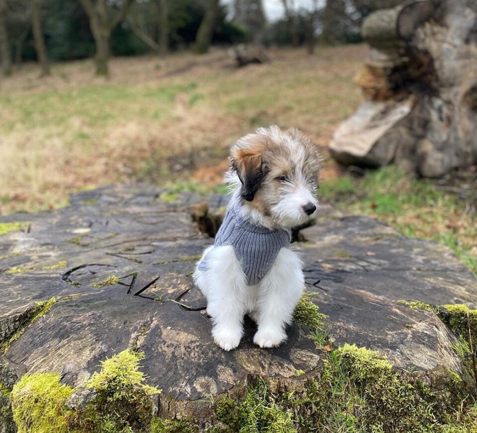 14 Adorable Shetland Sheepdog Mixes: Cuteness Overload!