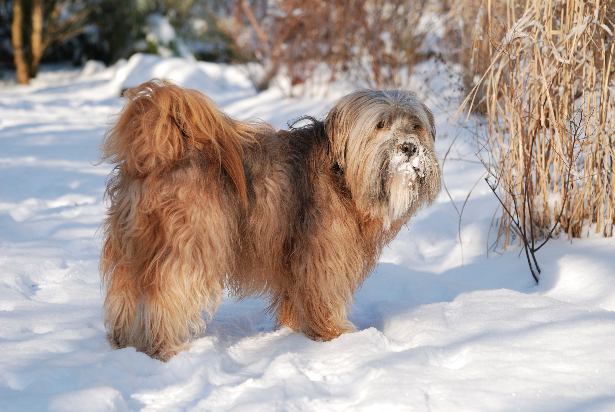 How Much Does a Tibetan Terrier Cost? Puppy Price & Expenses