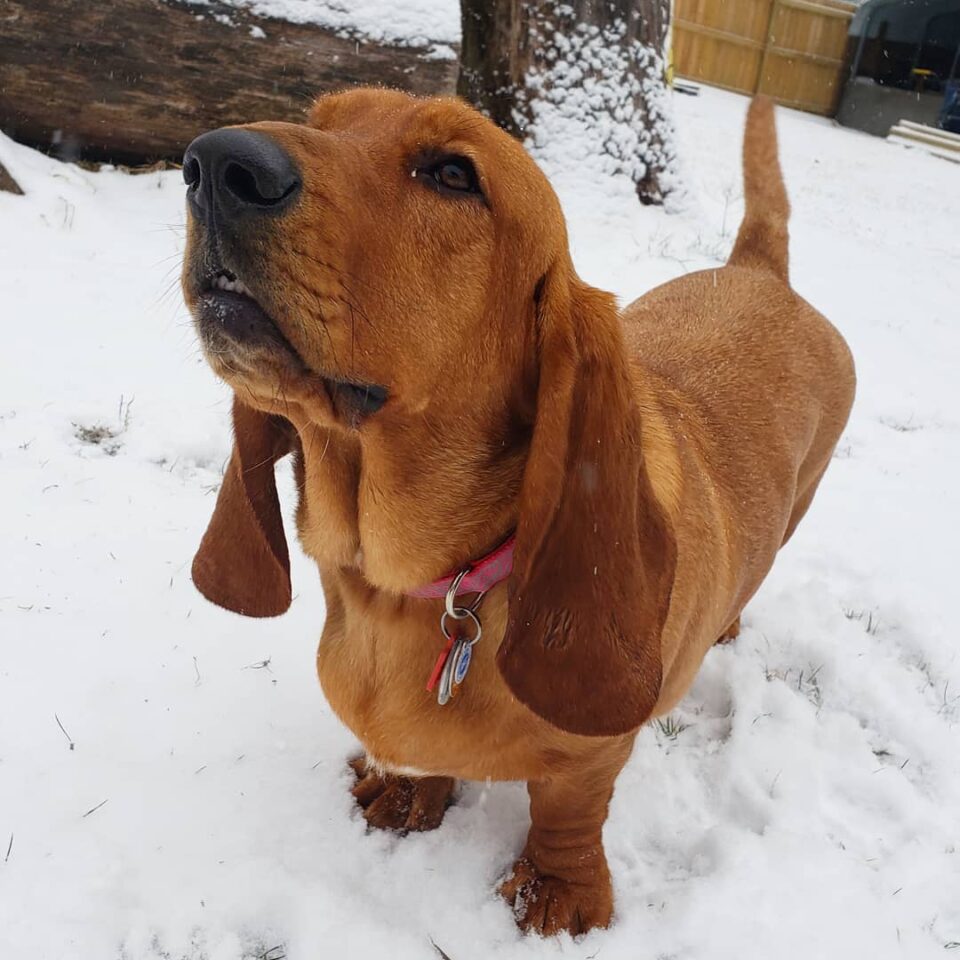 All the Colors and Markings of Basset Hound (with Pictures)