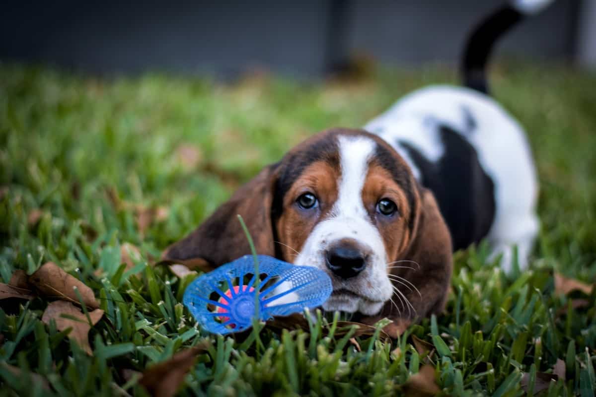 hoobly basset hound