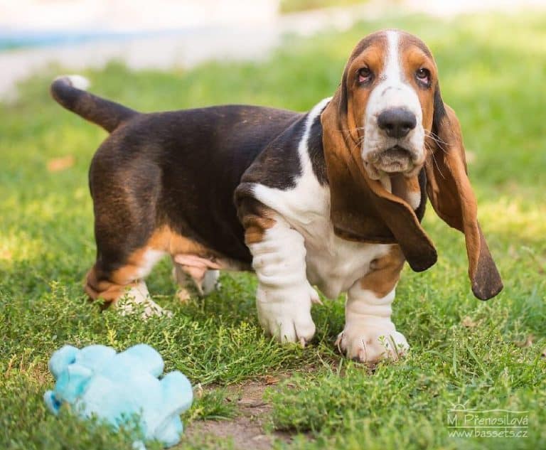 All the Colors and Markings of Basset Hound (with Pictures)