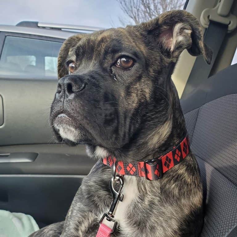 15 Cane Corso Mixes Your Powerful And Muscular Mate