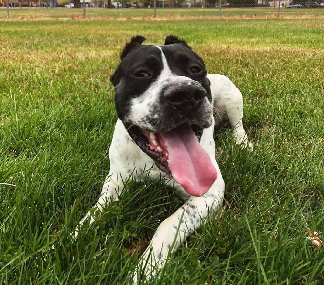 cane corso cross rottweiler