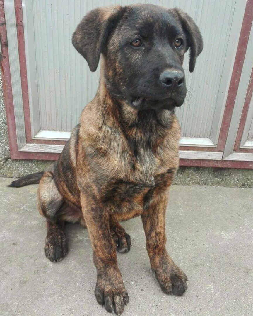 15 Cane Corso Mixes: Your Powerful And Muscular Mate